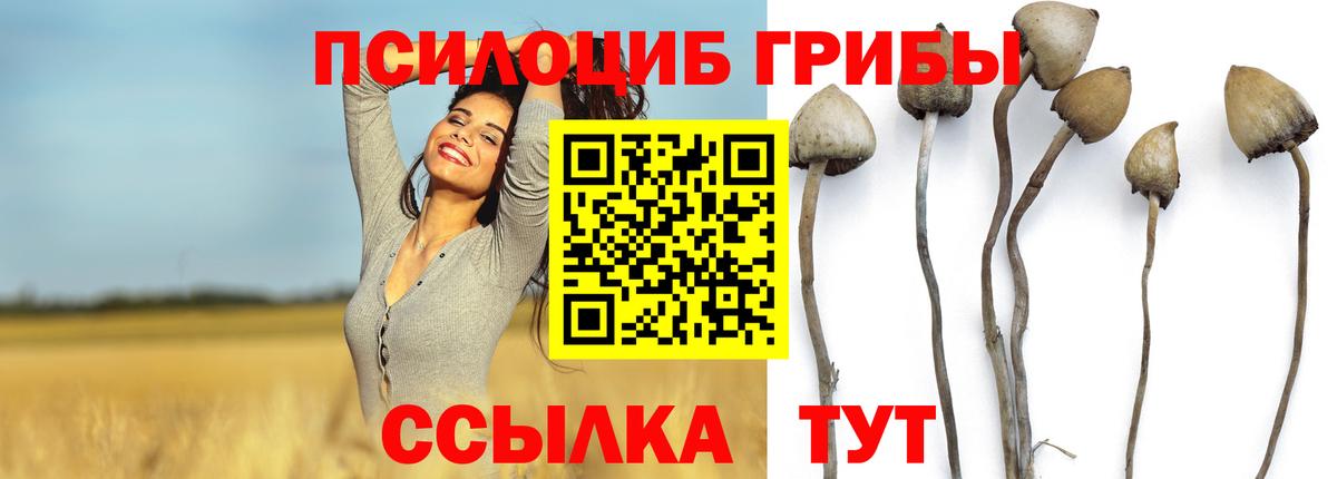 Галлюциногенные грибы Magic Shrooms  Галлюциногенные грибы прущие грибы  Курчалой  Вход с VPN 